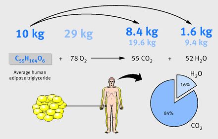 where body fat ends up when you lose weight, body fat when you lose weight, body fat becomes carbon dioxide, lose weight, weight loss, science news